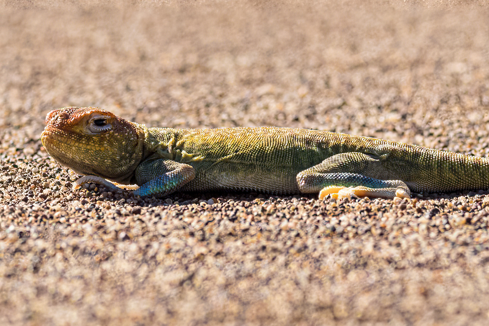 Desert Lizard