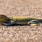 Desert Lizard