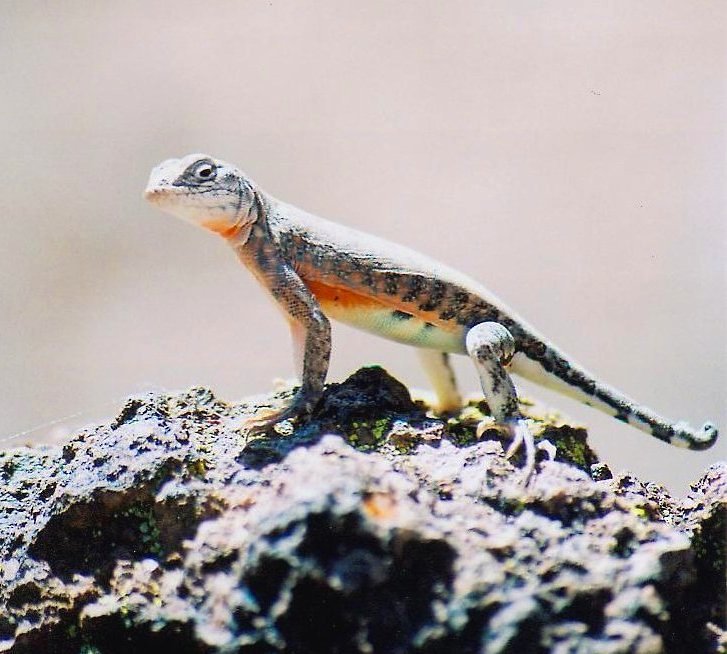 Desert Lizard