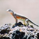 Desert Lizard