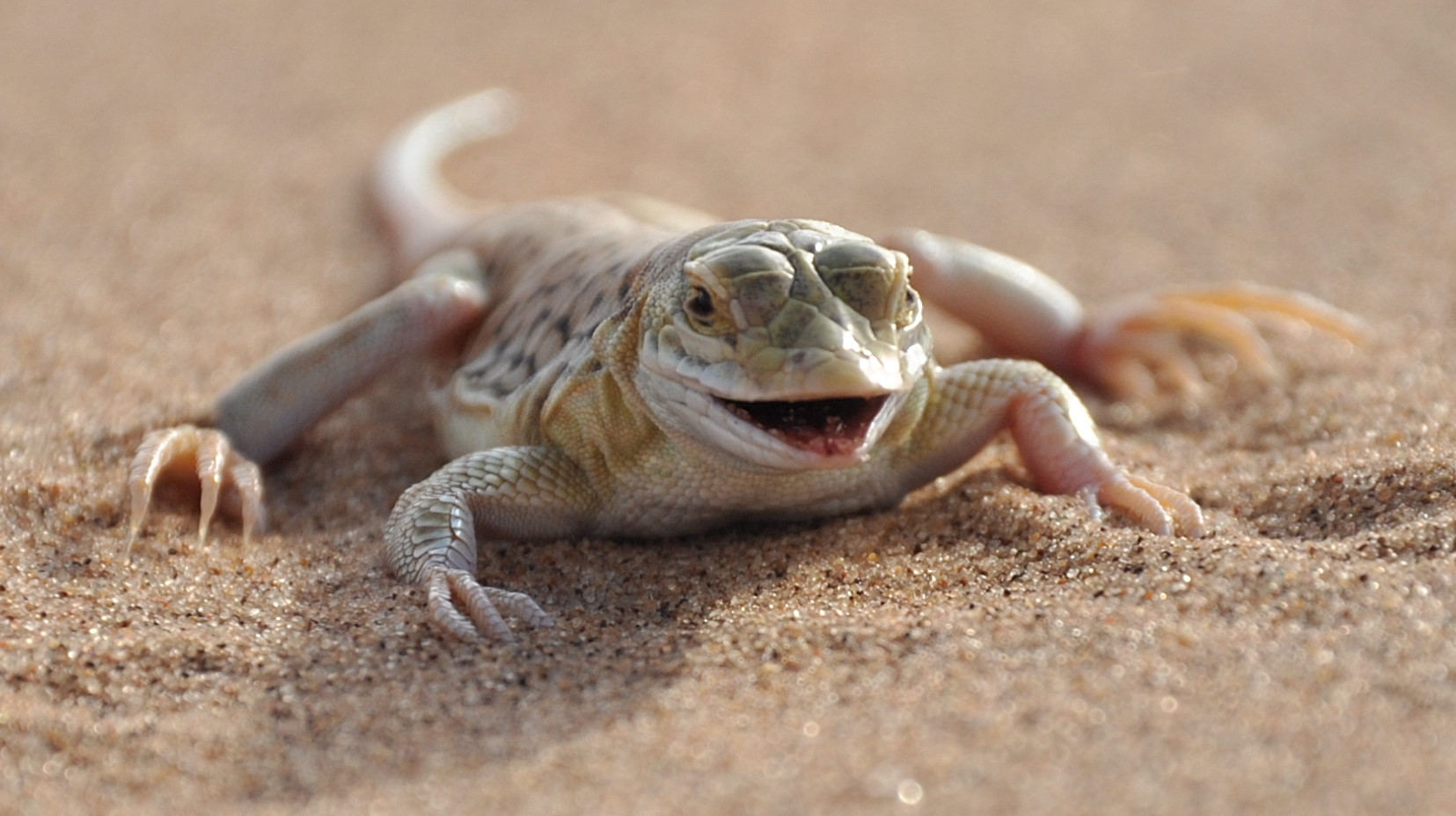 Desert Lizzard 