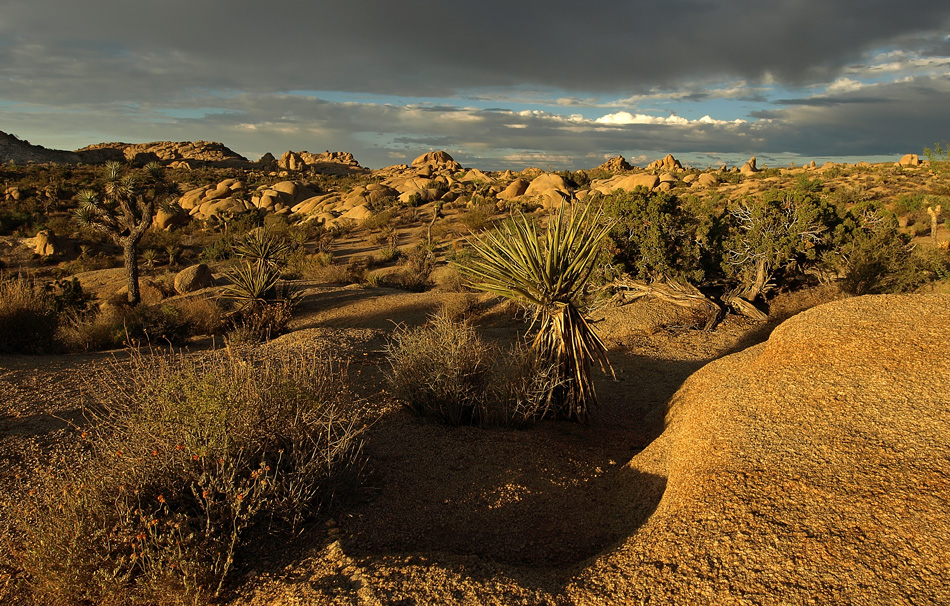 Desert Morning