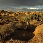 Desert Morning