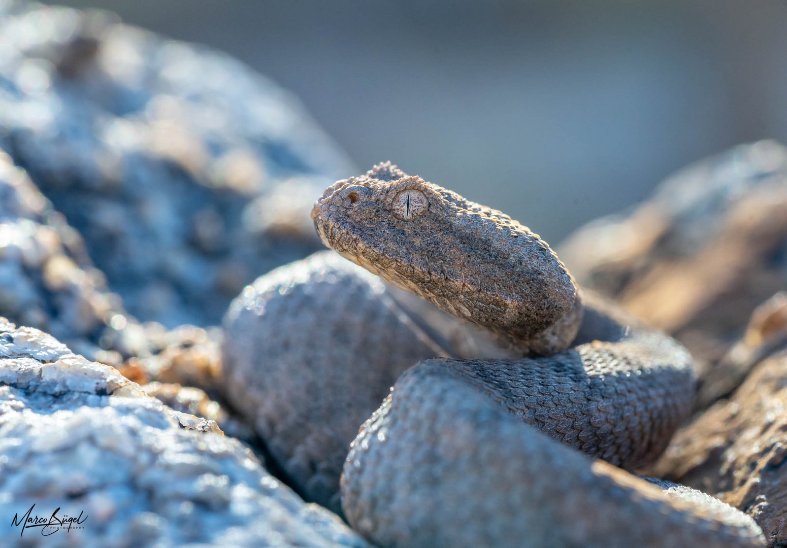 Desert Mountain Adder in-situ