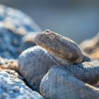 Desert Mountain Adder in-situ