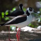 (Desert Museum, Tucson AZ)