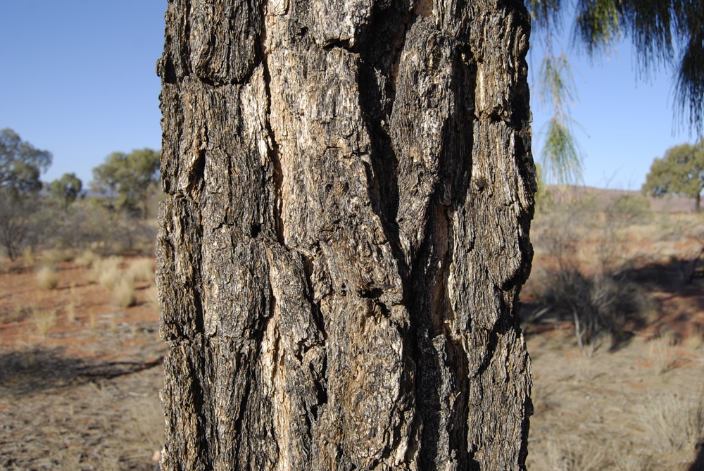 Desert Oak