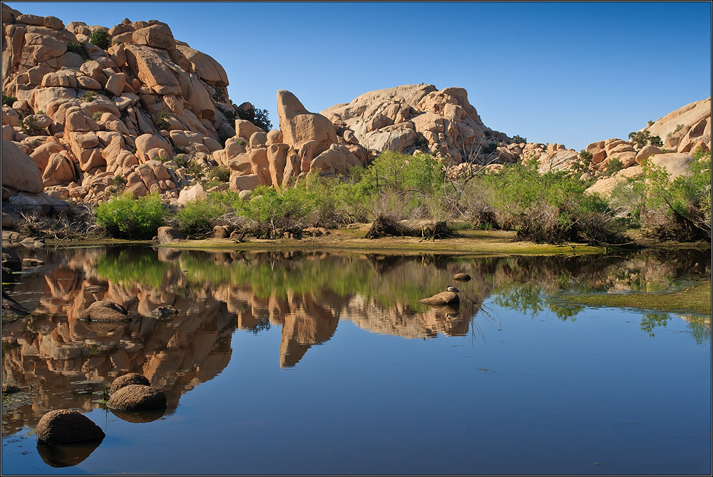 Desert Oasis