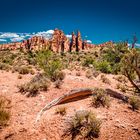 desert of arches