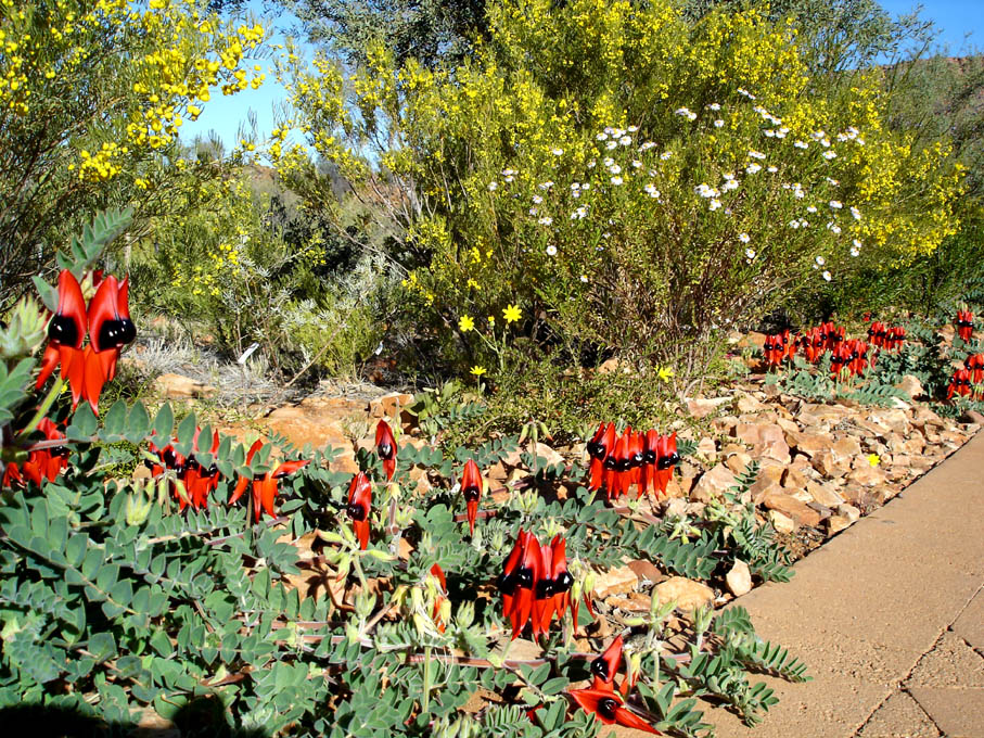 Desert Pea