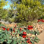 Desert Pea