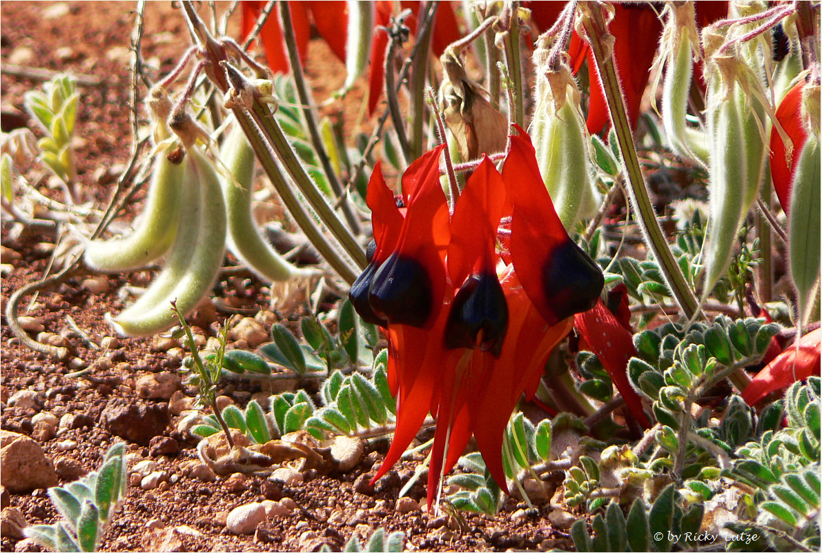 *** Desert Pea / Gawler Ranges ***