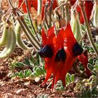 *** Desert Pea / Gawler Ranges ***