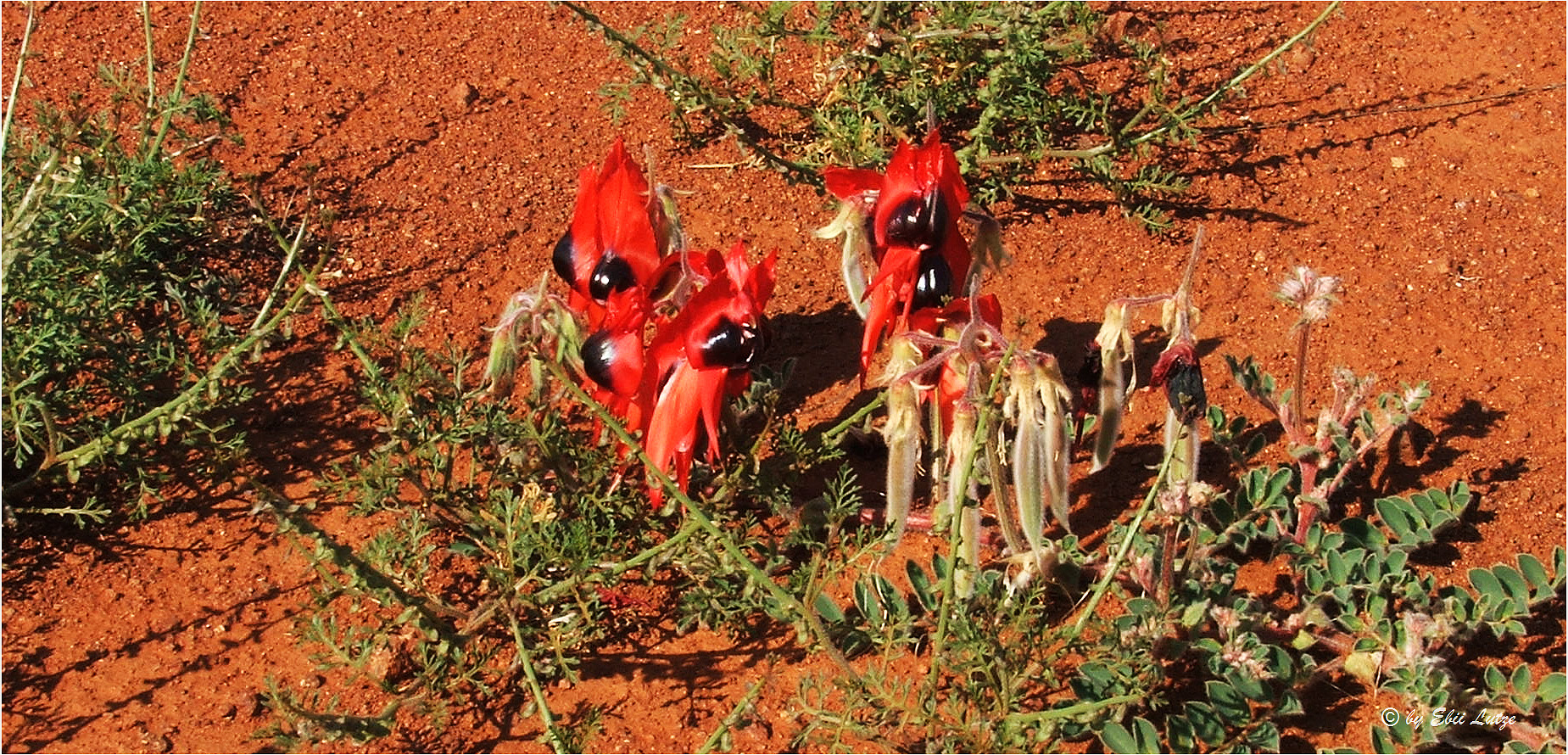 *** Desert Peas ***