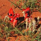 *** Desert Peas ***