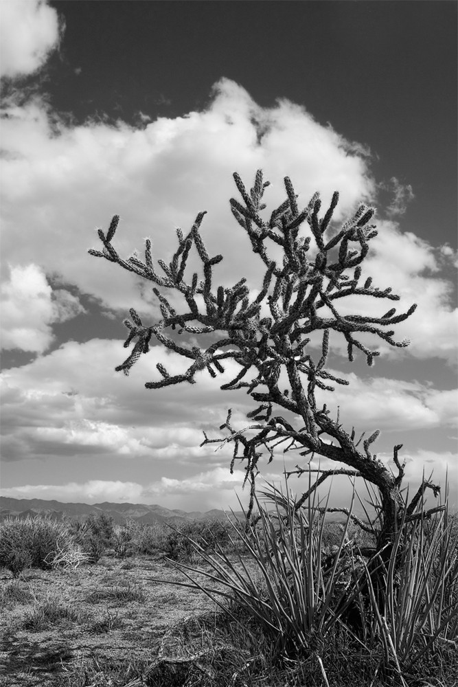 Desert Plant