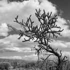 Desert Plant