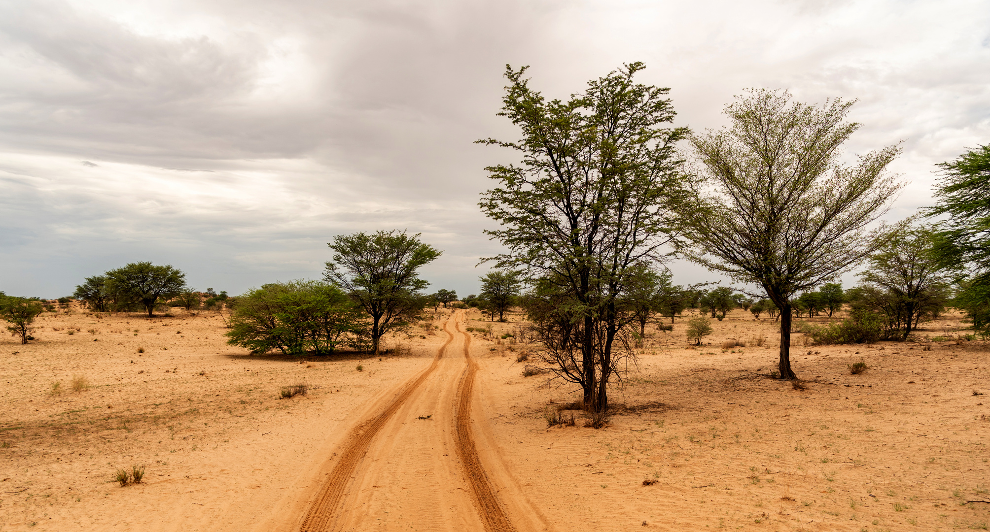 Desert Road