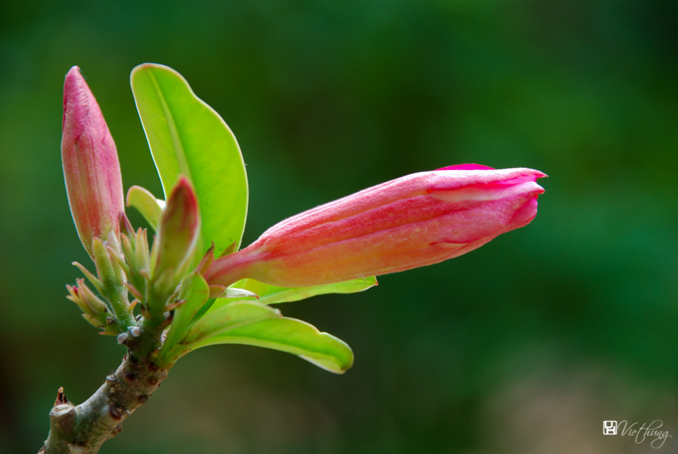 Desert rose