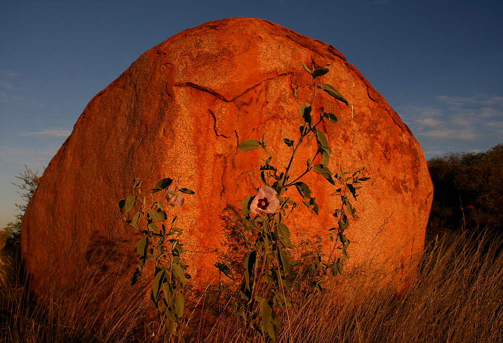 - Desert Rose -