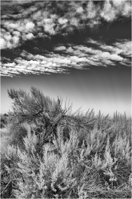 Desert Sage 3