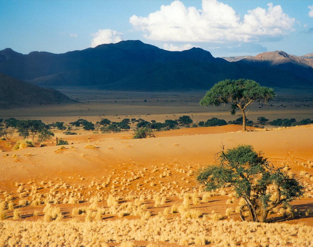 desert shadow