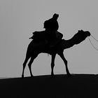 Desert silhouette