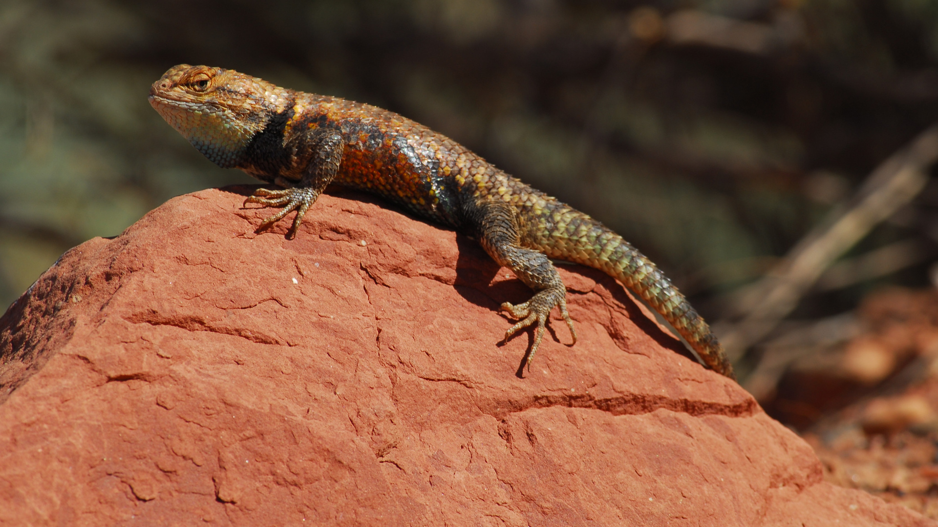 desert spiny lizard