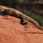 desert spiny lizard