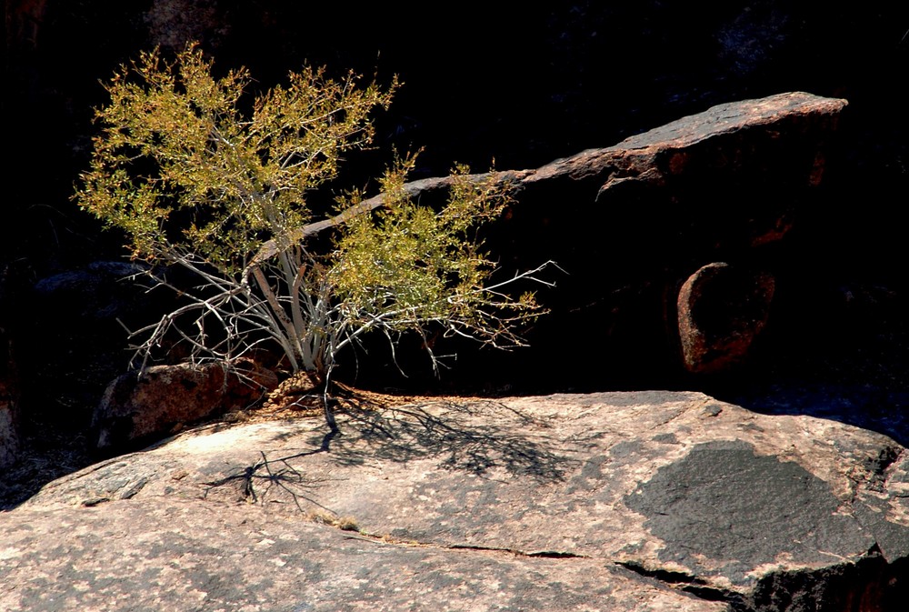 Desert spring von Peter Windhövel