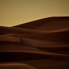 Desert stories  -  survivor