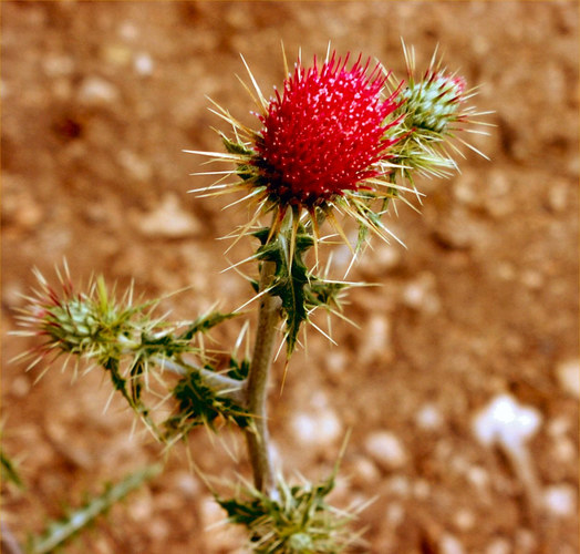 Desert Thistle