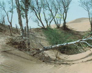 desert tree