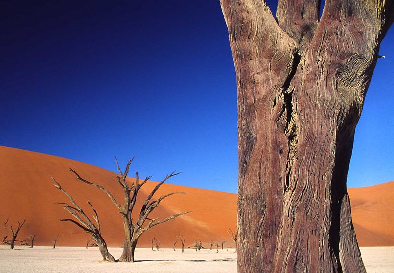 Desert Tree