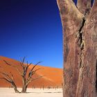 Desert Tree