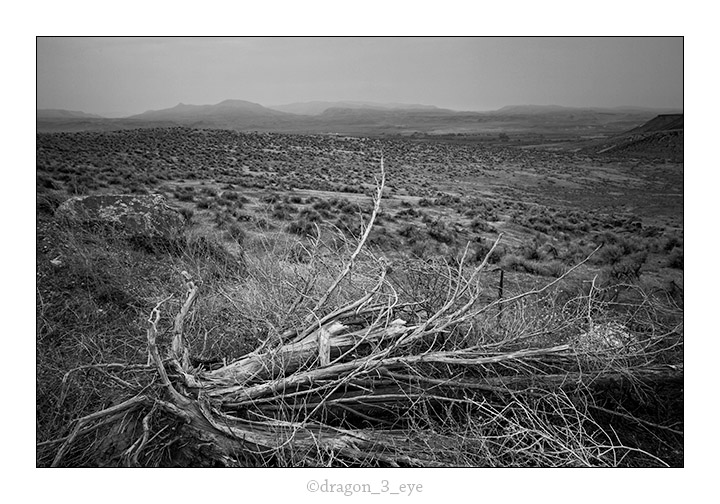 Desert Tree 