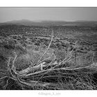 Desert Tree 