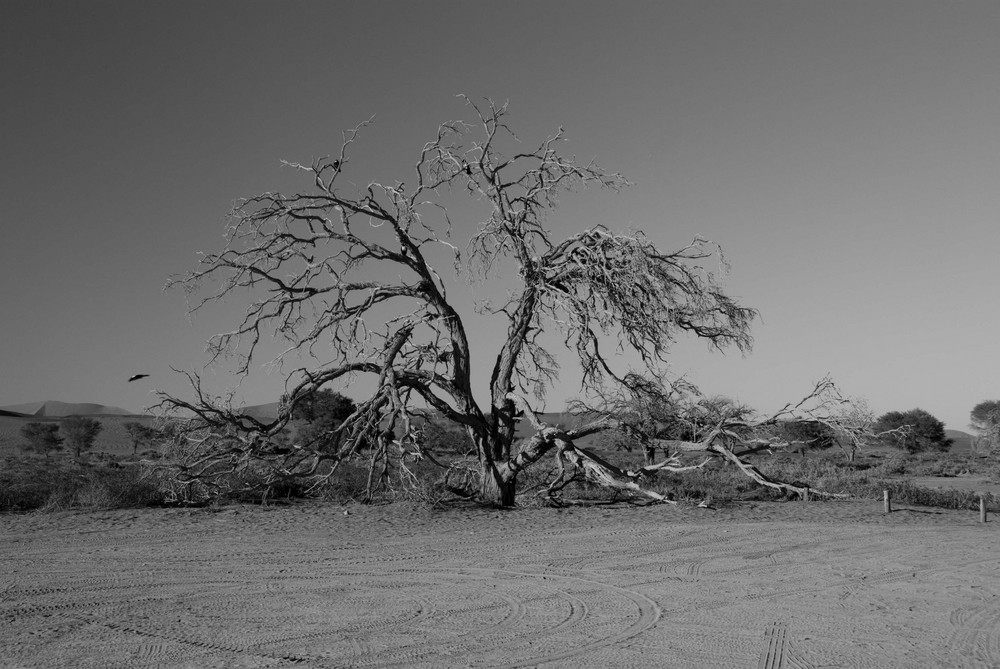 desert tree