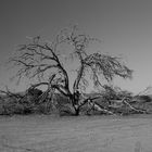 desert tree