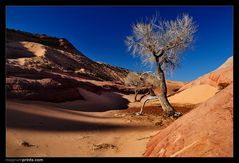 ..:: DESERT TREE ::..