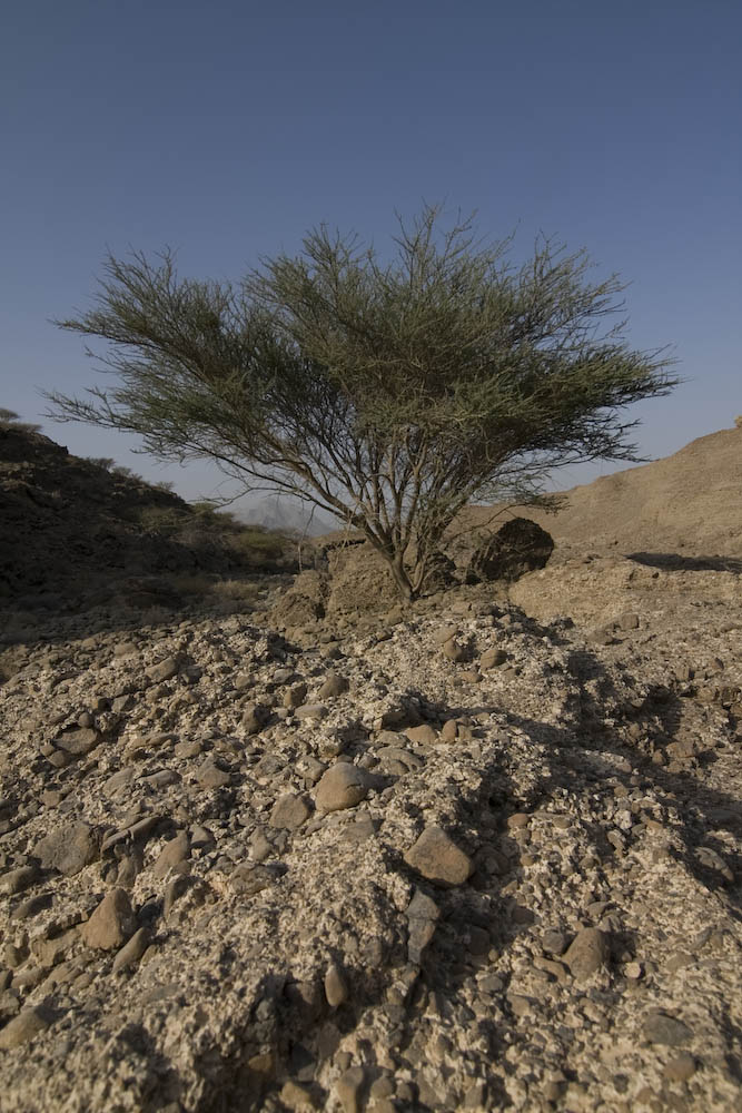 Desert Tree