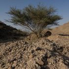 Desert Tree