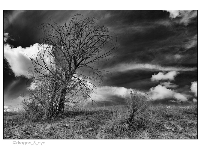 Desert Tree 