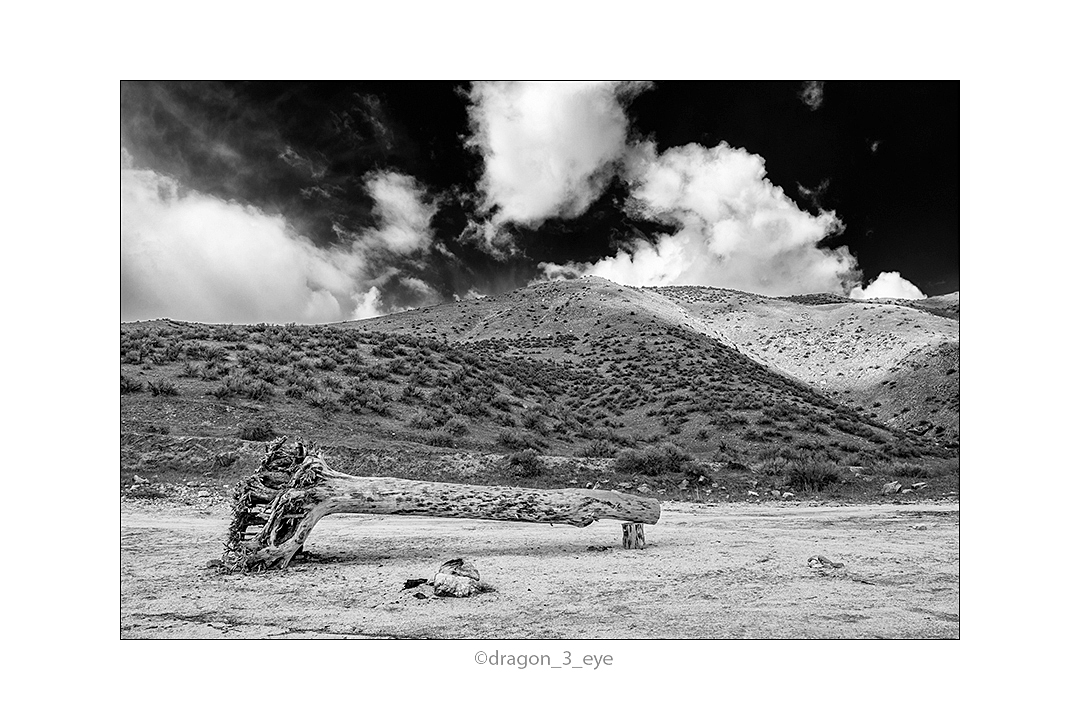 Desert Tree 