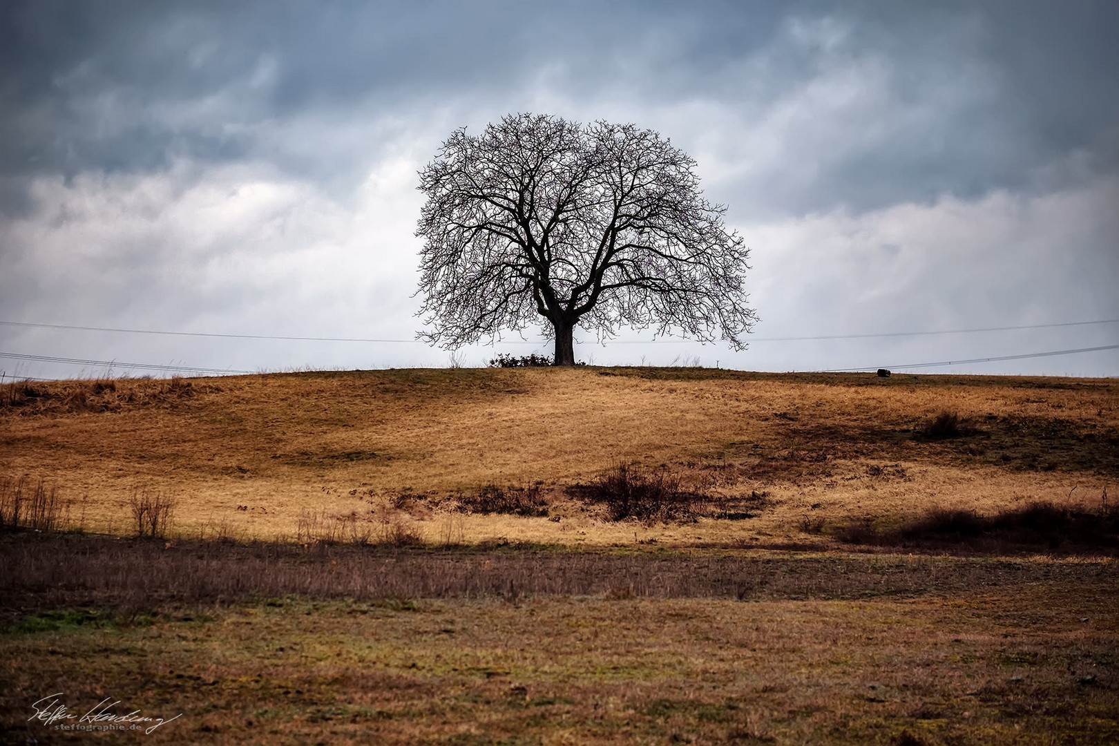 desert tree 