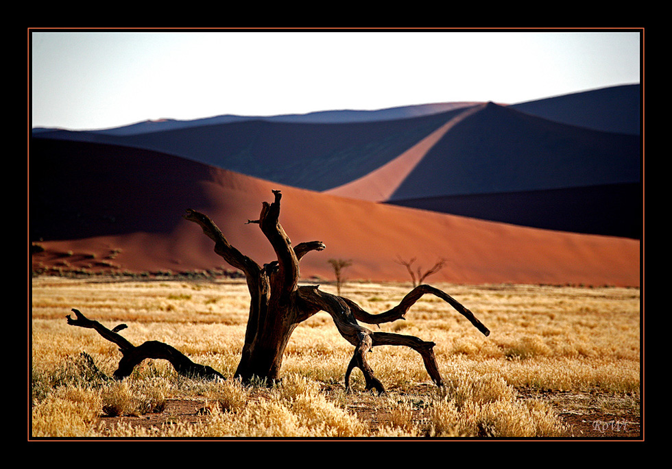 Desert tree