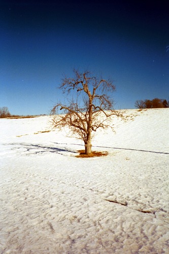 Desert Tree