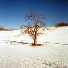 Desert Tree