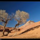 ..:: DESERT TREE ::..