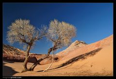 ..:: DESERT TREE ::..